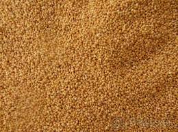 Proso žlté 25kg                                                                                                                                                                                                                                               