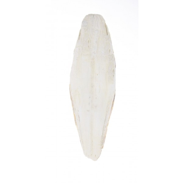 Sépiová kosť pravá biela 17-20cm/1ks T