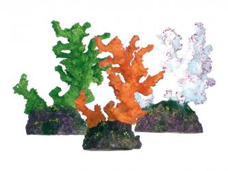 Koral BEAUTY far.11x13x17