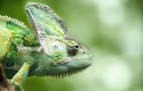 AKVARISTIKA / TERARISTIKA